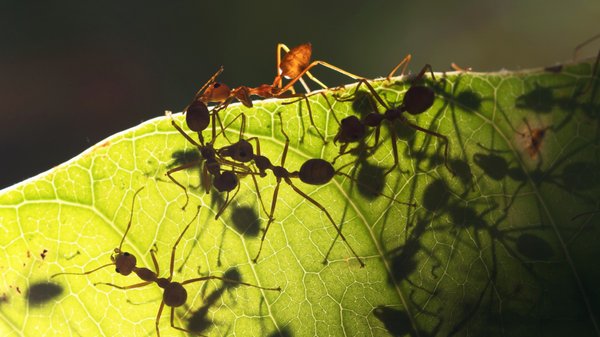 Pourquoi les fourmis d'argentine sont-elles si envahissantes ?